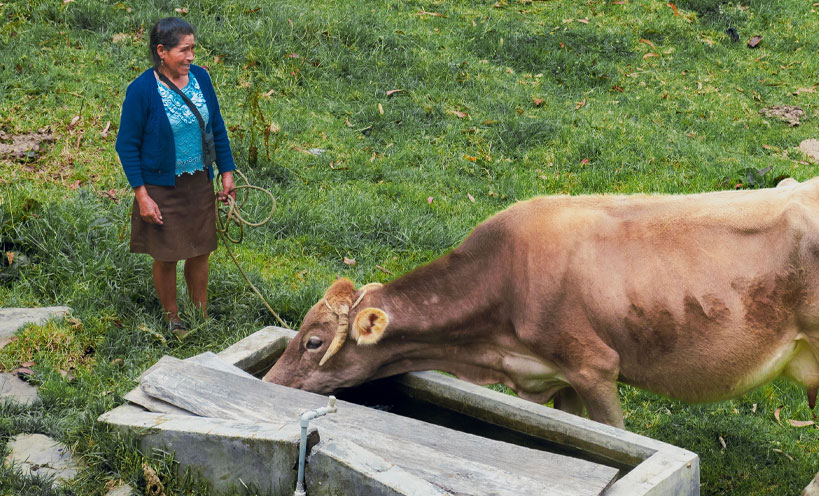 mujer rural con vaca